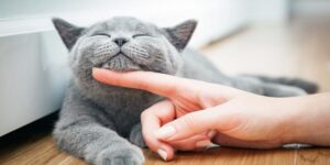 Ngủ Mơ Thấy Mèo Đánh Số Mấy Dễ Trúng Lô Đề Nhất 2025