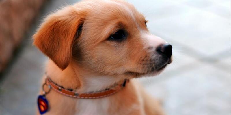 Mơ thấy chó vẫy đuôi