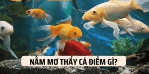 Ngủ Mơ Thấy Cá Đánh Số Mấy? Giải Đáp Chi Tiết Mơ Thấy Cá