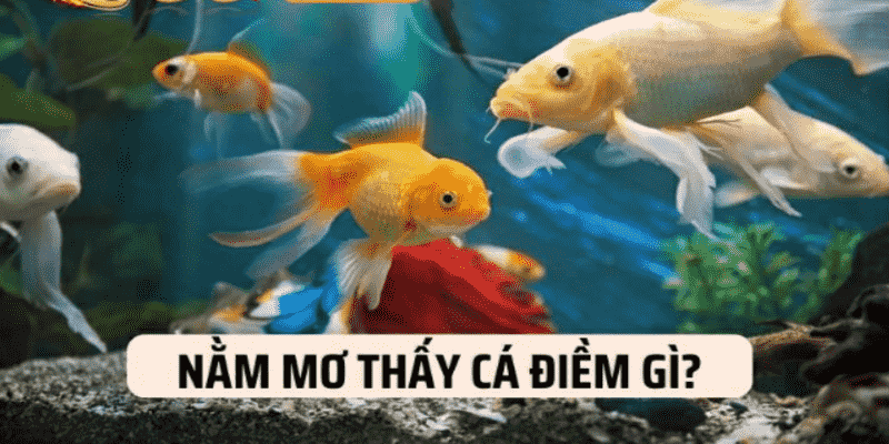 Ngủ Mơ Thấy Cá Đánh Số Mấy? Giải Đáp Chi Tiết Mơ Thấy Cá