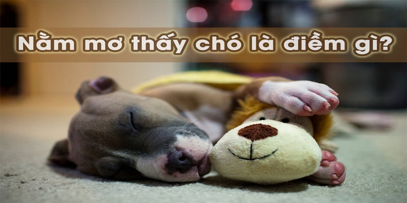 Vì sao hình ảnh con chó xuất hiện trong giấc chiêm bao?